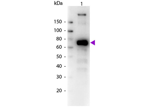 WB - Anti-Monkey IgM (mu chain)  (Biotin Conjugated) Secondary Antibody ASR2508