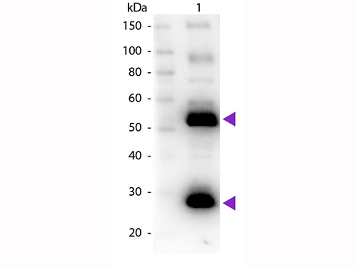 WB - Anti-Human IgG (H&L)  (Biotin Conjugated) Pre-Adsorbed Secondary Antibody ASR2691