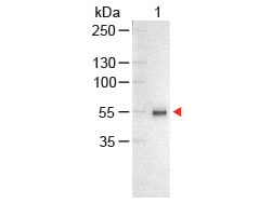 WB - Anti-Human IgG (H&L)  (Alkaline Phosphatase Conjugated) Secondary Antibody ASR2706