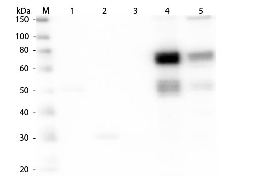 WB - Anti-Rat IgM (mu chain)  (Biotin Conjugated) Secondary Antibody ASR2795