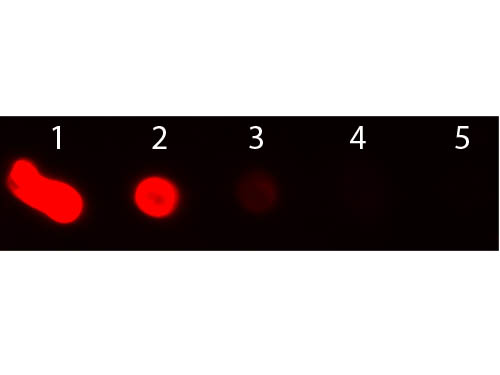 DB - Anti-Mouse IgM (mu chain)  (Texas Red™ Conjugated) Secondary Antibody ASR2852