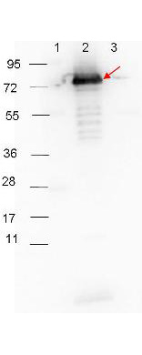 WB - Anti-RABBIT IgG (H&L)  (Peroxidase Conjugated) Pre-adsorbed Secondary Antibody ASR3058