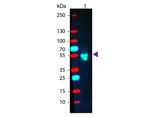  - Anti-Rabbit IgG (H&L)  (Phycoerythrin Conjugated) Pre-Adsorbed Secondary Antibody ASR3103