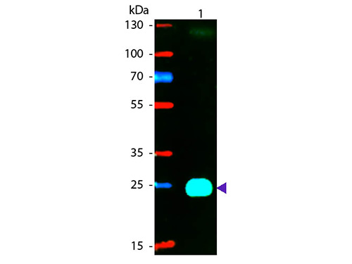 WB - F(ab')2  Anti-Mouse IgG F(ab')2  (Phycoerythrin Conjugated) Pre-Adsorbed Secondary Antibody ASR3193