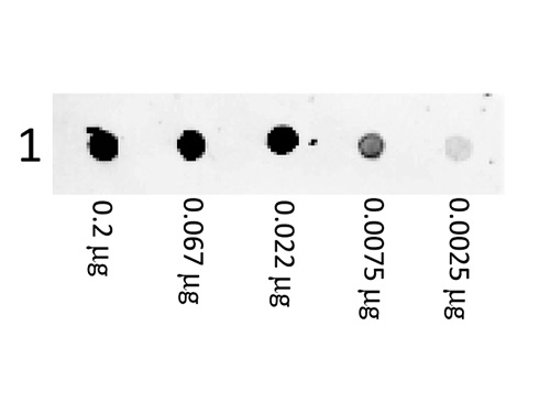 DB - F(ab')2  Anti-MOUSE IgG (H&L)  (Phycoerythrin Conjugated) Pre-adsorbed Secondary Antibody ASR3194