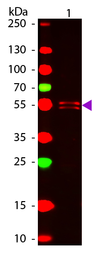 WB - Anti-MOUSE IgG1 (Gamma 1 chain) (ATTO 647N Conjugated)  Secondary Antibody ASR3248