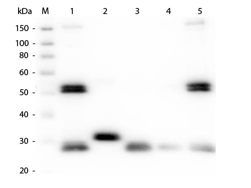 WB - Anti-Rat IgG (H&L)  (ATTO 425 Conjugated) Pre-Adsorbed Secondary Antibody ASR3272