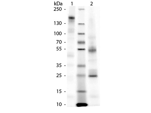WB - Guinea Pig IgG (BULK ORDER) ASR3568