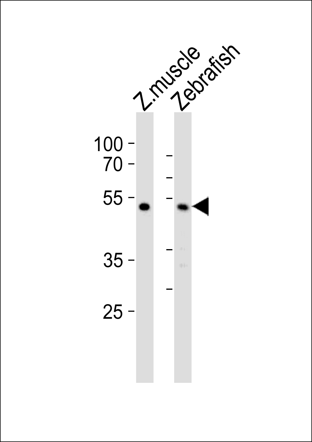 Western blot analysis of lysates from zebra fish muscle, Zebrafish tissue lysate (from left to right), using (DANRE) chst1 Antibody (C-term)(Cat.  #Azb18710c).  Azb18710c was diluted at 1:1000 at each lane.  A goat anti-rabbit IgG H&L(HRP) at 1:5000 dilution was used as the secondary antibody. Lysates at 35ug per lane.