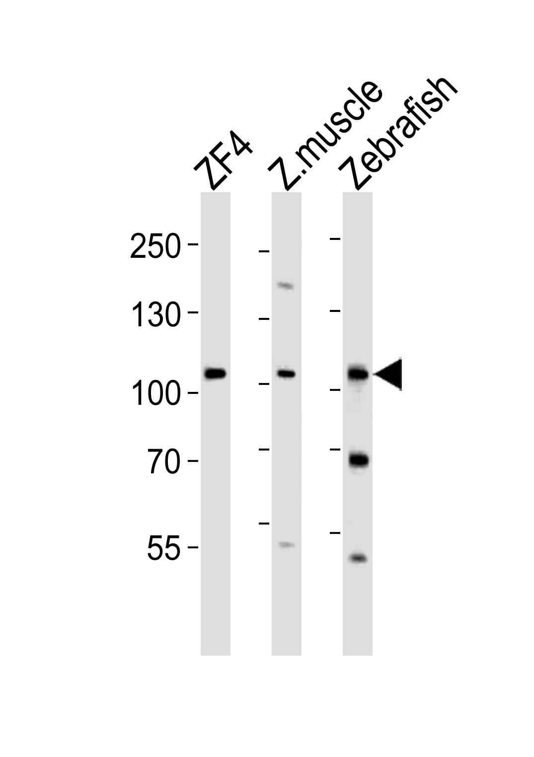 Western blot analysis of lysates from ZF4 cell line, zebra fish muscle, Zebrafish tissue lysate(from left to right), using (DANRE) zte25 Antibody (N-term)(Cat.  #Azb18715a).  Azb18715a was diluted at 1:1000 at each lane.  A goat anti-rabbit IgG H&L(HRP) at 1:10000 dilution was used as the secondary antibody. Lysates at 35ug per lane.