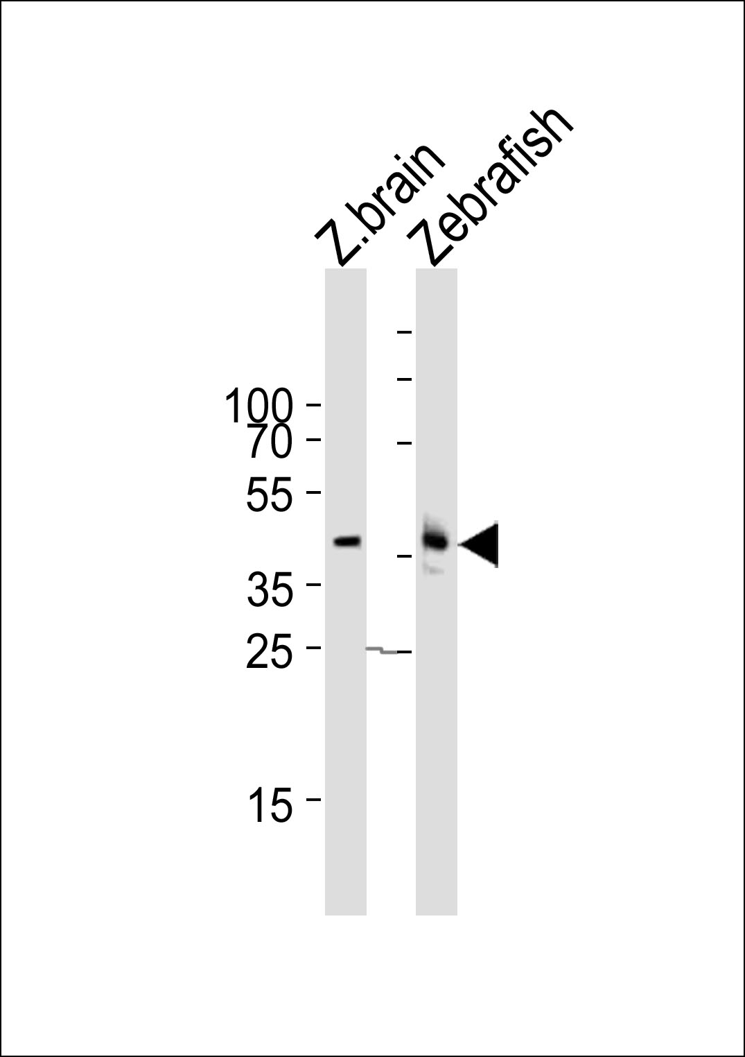 Western blot analysis of lysates from zebra fish brain, Zebrafish tissue lysate (from left to right), using (DANRE) mapk12 Antibody (C-term)(Cat.  #Azb18716c).  Azb18716c was diluted at 1:1000 at each lane.  A goat anti-rabbit IgG H&L(HRP) at 1:10000 dilution was used as the secondary antibody. Lysates at 35ug per lane.