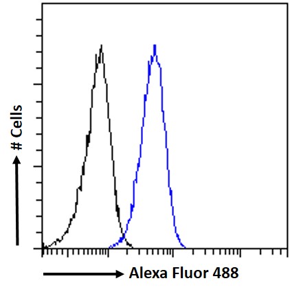 FC - CTDSPL Antibody (internal region) AF2758a