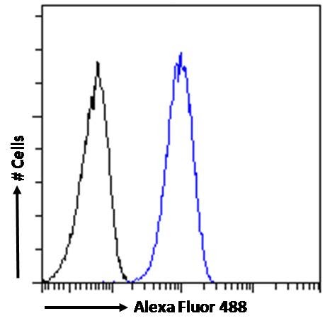 FC - SMC5 Antibody (Internal region) AF2971a