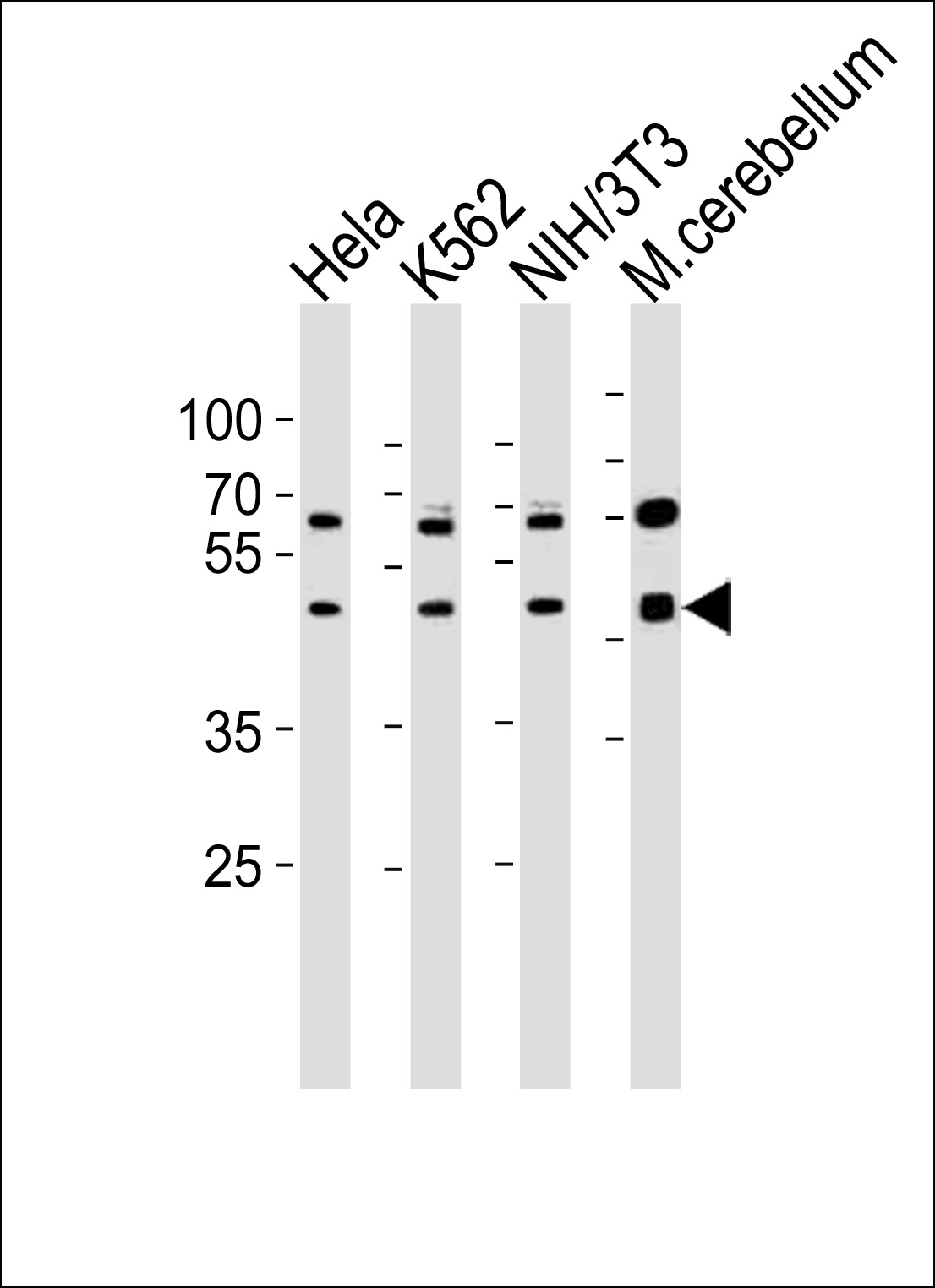 Western blot analysis of lysates from Hela,  K562,  mouse NIH/3T3 cell line and mouse cerebellum tissue lusate(from left to right),  using Mouse Actl6a Antibody (C-term)(Cat.  #AP20822c).  AP20822c was diluted at 1:1000 at each lane.  A goat anti-rabbit IgG H&L(HRP) at 1:10000 dilution was used as the secondary antibody. Lysates at 35ug per lane.