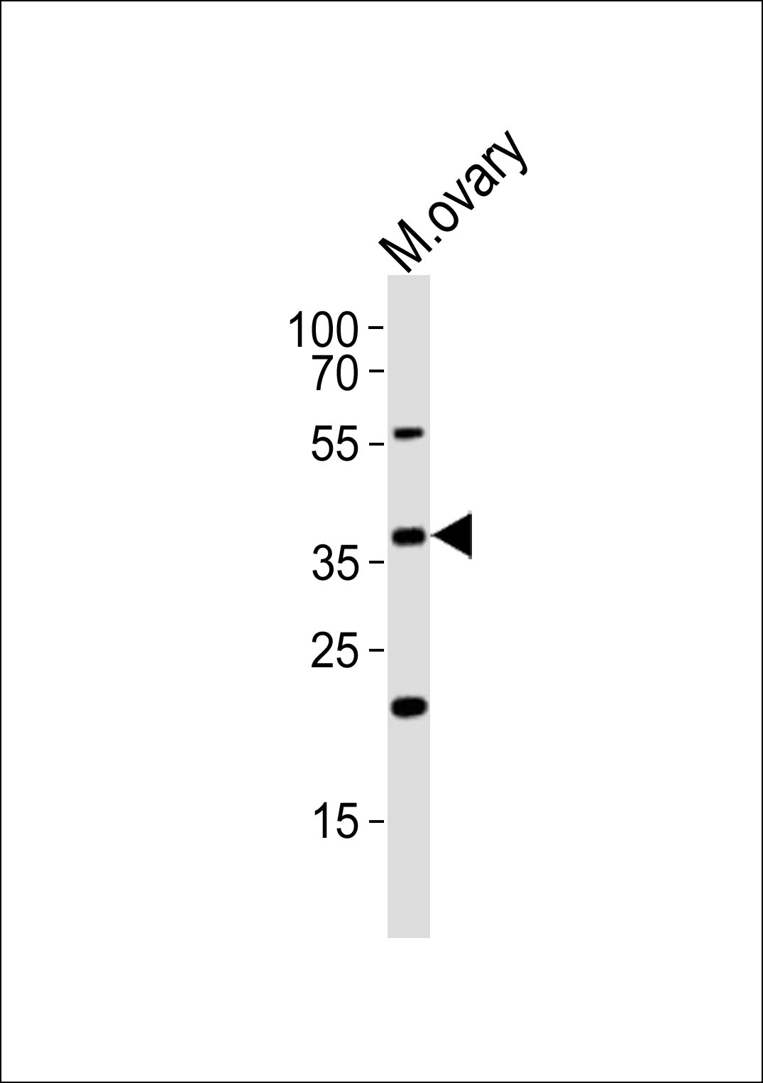 Western blot analysis of lysate from mouse ovary tissue lysate,  using Mouse Actl6a Antibody (C-term)(Cat.  #AP20837c).  AP20837c was diluted at 1:1000.  A goat anti-rabbit IgG H&L(HRP) at 1:10000 dilution was used as the secondary antibody. Lysate at 35ug.