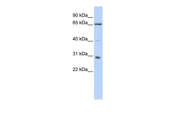 WB - GRHL1 antibody - N-terminal region AI10035