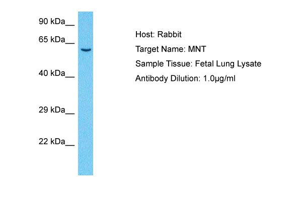WB - MNT Antibody - C-terminal region AI10070