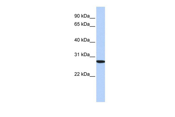 WB - SP2 antibody - N-terminal region AI10086