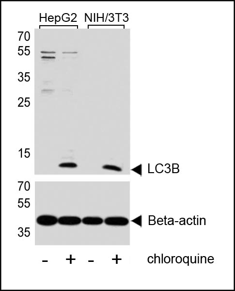 WB - LC3 Antibody (APG8B) (N-term) AP1802A