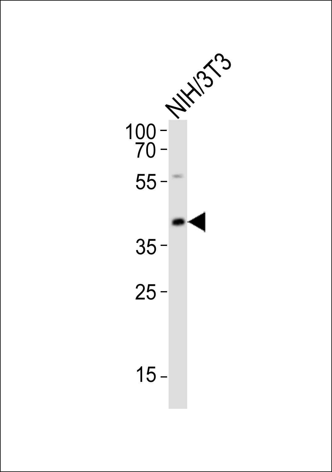 Western blot analysis of lysate from mouse NIH/3T3 cell line,  using CBX8 Antibody (C-term)(Cat.  #AP20869c).  AP20869c was diluted at 1:1000.  A goat anti-rabbit IgG H&L(HRP) at 1:10000 dilution was used as the secondary antibody. Lysate at 20ug.