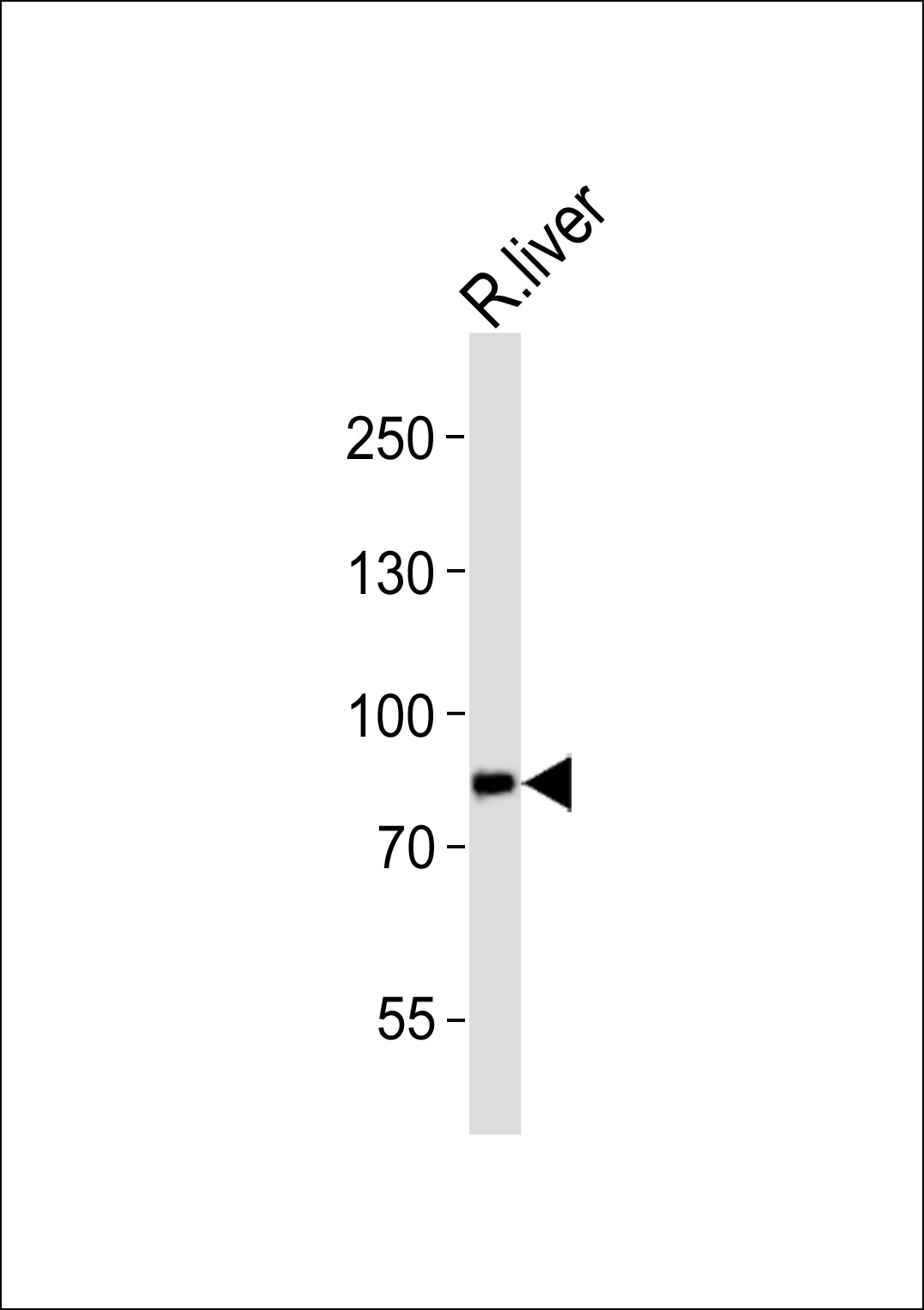 Western blot analysis of lysate from rat liver tissue lysate,  using INSR Antibody (C-term)(Cat.  #AP20903c).  AP20903c was diluted at 1:1000.  A goat anti-rabbit IgG H&L(HRP) at 1:10000 dilution was used as the secondary antibody. Lysate at 20ug.