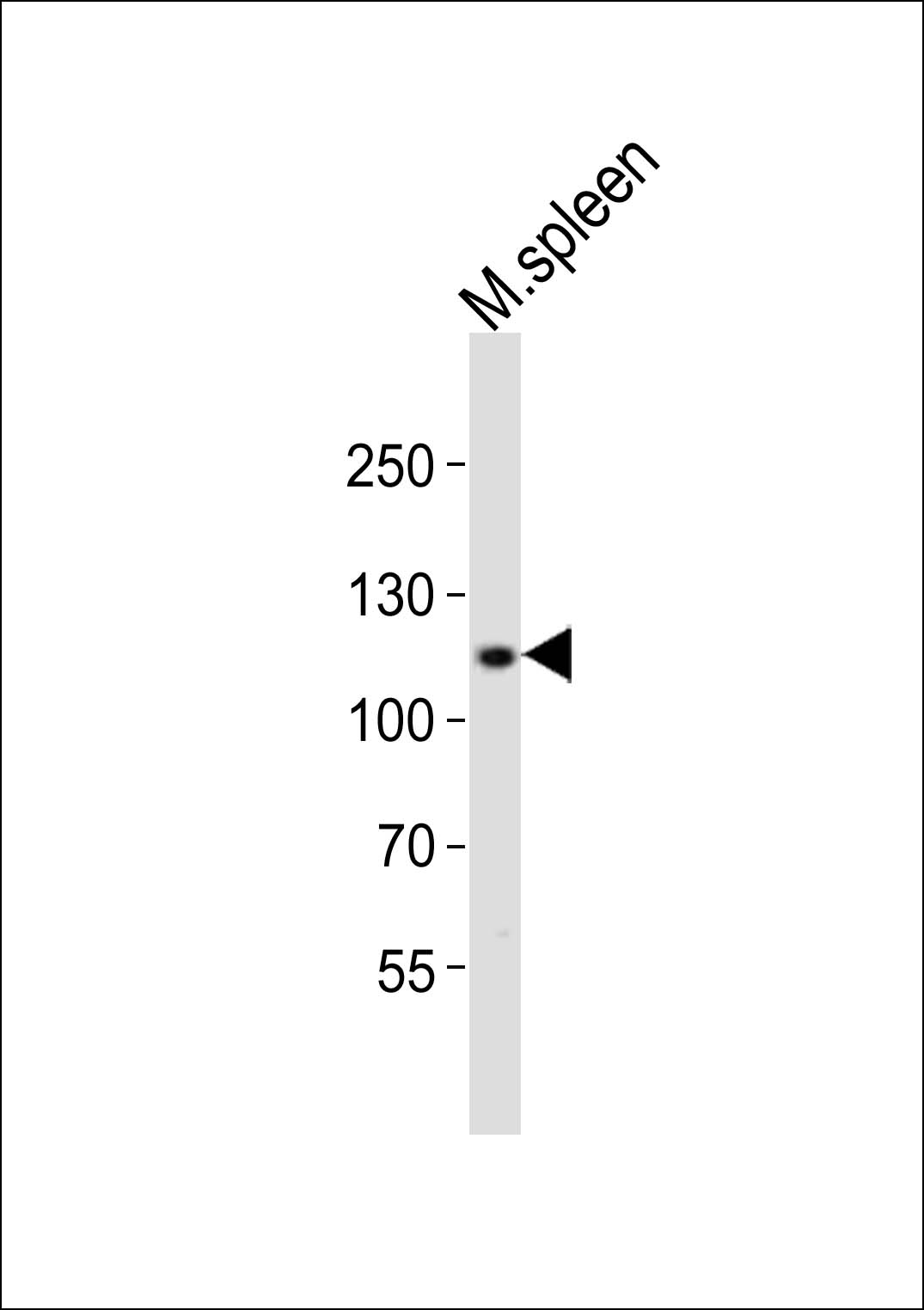 Western blot analysis of lysates from mouse spleen tissue lysate,  using MOUSE Bcar3 Antibody (C-term)(Cat.  #AP20947c).  AP20947c was diluted at 1:1000 at each lane.  A goat anti-rabbit IgG H&L(HRP) at 1:10000 dilution was used as the secondary antibody.