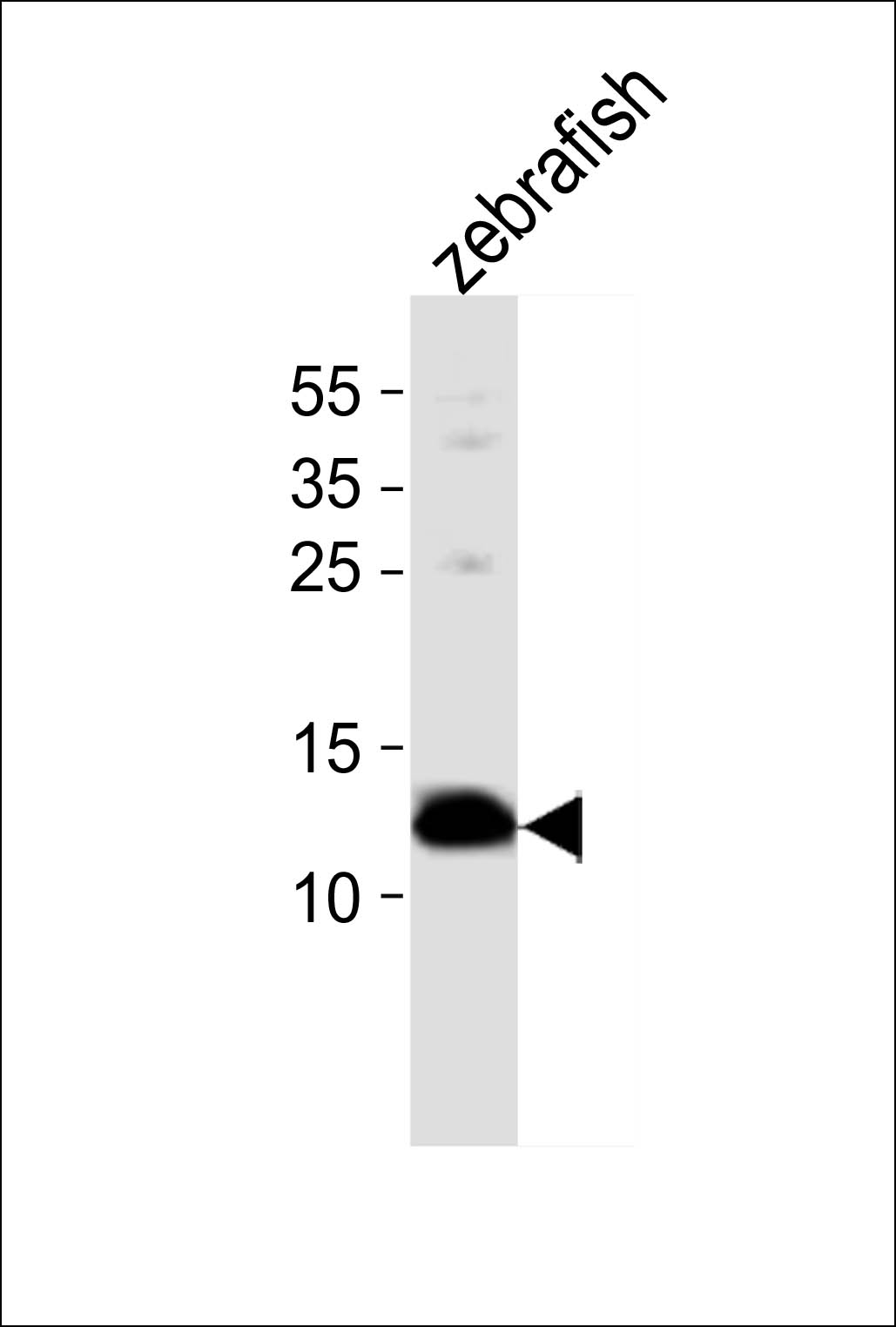 Western blot analysis of lysate from zebrafish tissue,  using (DANRE) ba1 Antibody (N-term)(Cat.  #AP20954b).  AP20954b was diluted at 1:1000.  A goat anti-rabbit IgG H&L(HRP) at 1:10000 dilution was used as the secondary antibody. Lysate at 5ug.