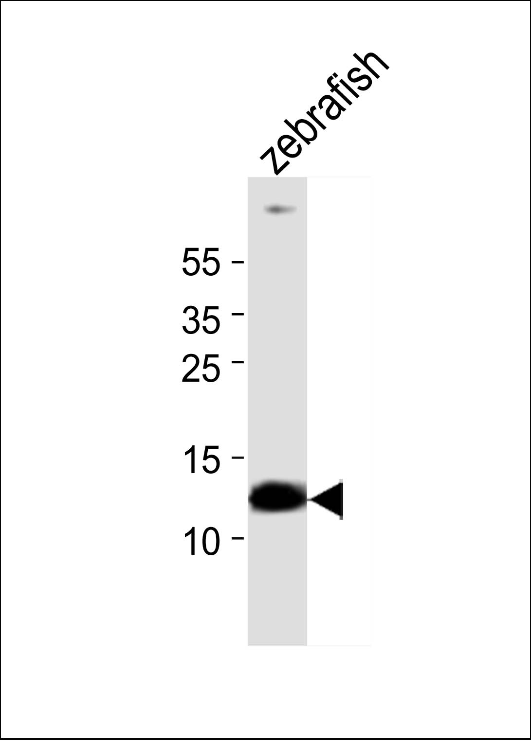 Western blot analysis of lysate from zebrafish tissue,  using (DANRE) ba1 Antibody (Center)(Cat.  #AP20955a).  AP20955a was diluted at 1:1000.  A goat anti-rabbit IgG H&L(HRP) at 1:10000 dilution was used as the secondary antibody. Lysate at 5ug.
