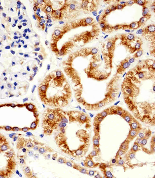 IHC-P - TBB5 Antibody AM1031A