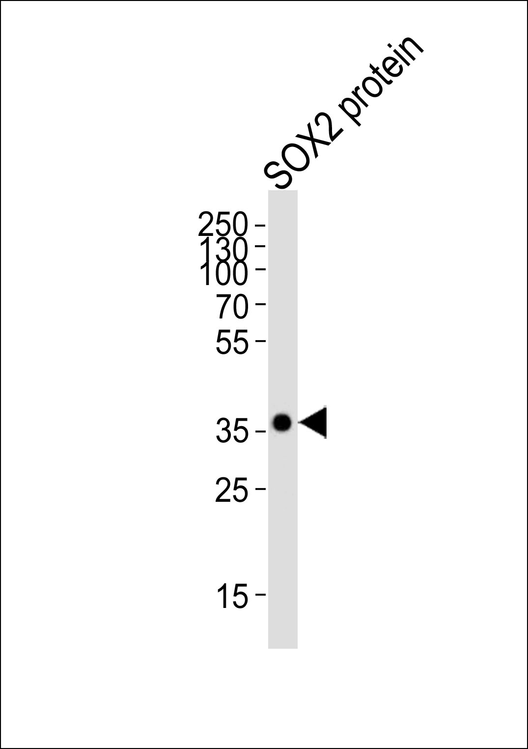WB - SOX2 Antibody  AM2048a