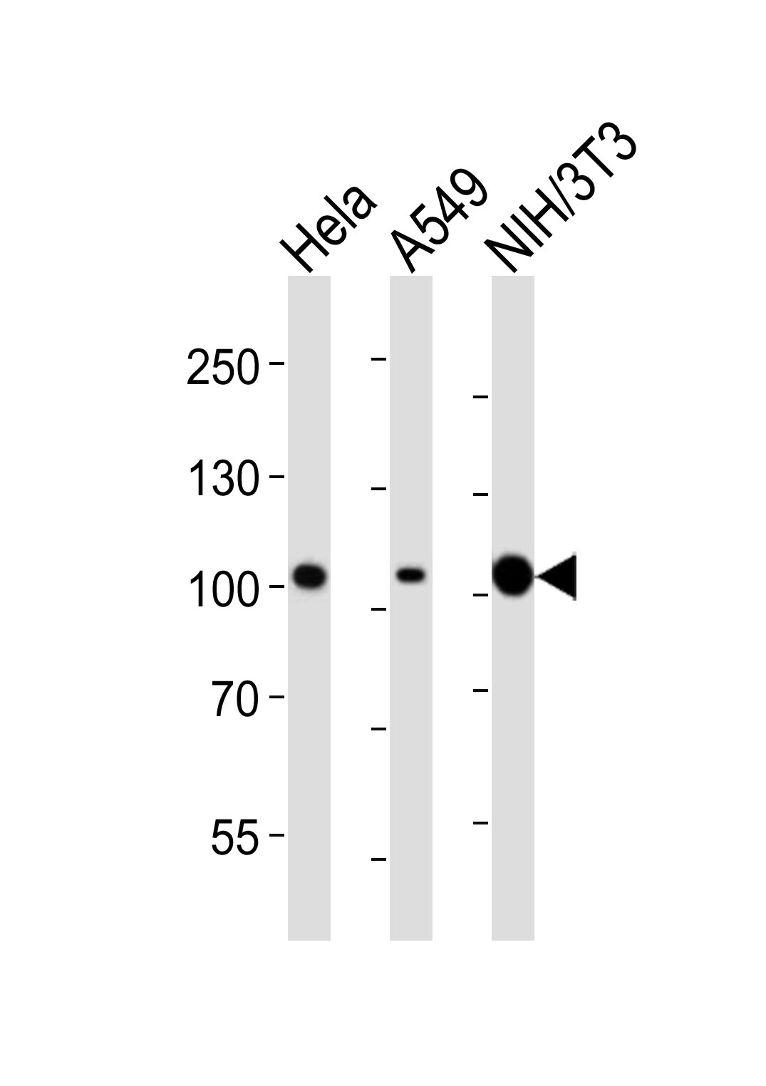 Western blot analysis of lysates from Hela, A549, mouse NIH/3T3 cell line (from left to right), using FER Antibody(Cat.  #AM8452b). AM8452b was diluted at 1:2000 at each lane.  A goat anti-mouse IgG H&L(HRP) at 1:3000 dilution was used as the secondary antibody. Lysates at 20?g per lane.