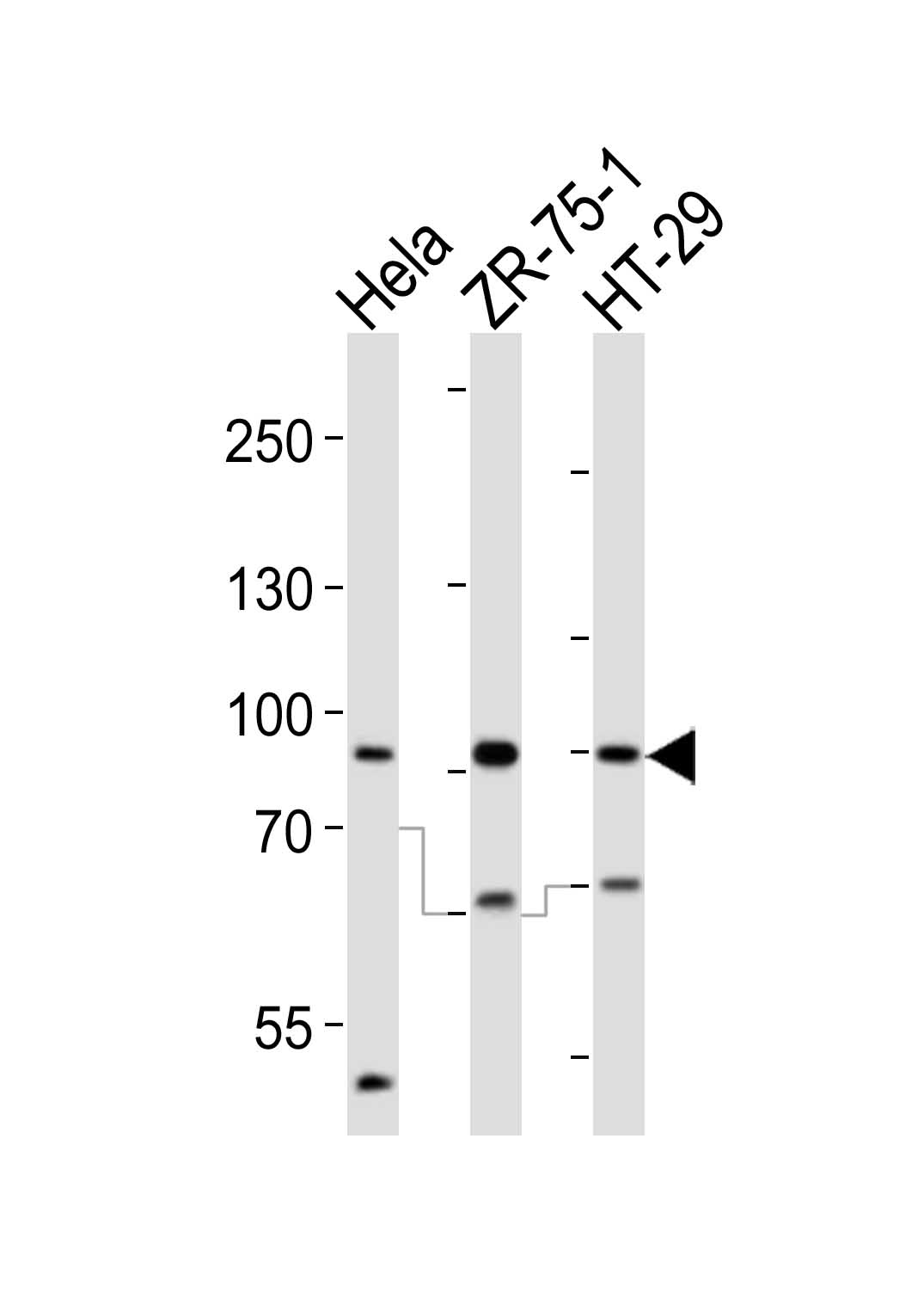 WB - SCUBE2 Antibody (Center N266) AP11462c