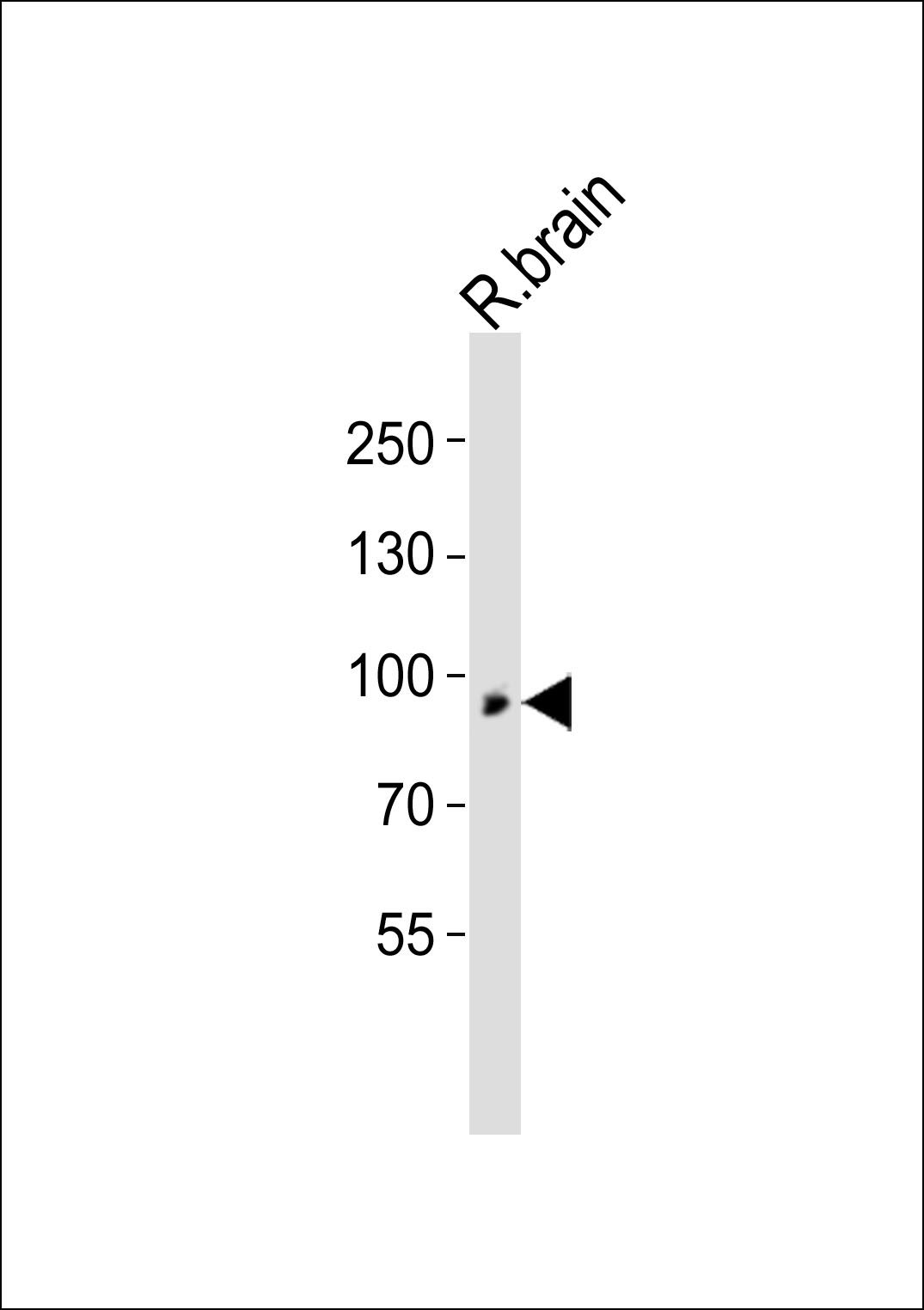 Western blot analysis of lysate from rat brain tissue lysate,  using TYRO3 Antibody (C-term)(Cat.  #AP20986c).  AP20986c was diluted at 1:500.  A goat anti-rabbit IgG H&L(HRP) at 1:10000 dilution was used as the secondary antibody. Lysate at 20ug.