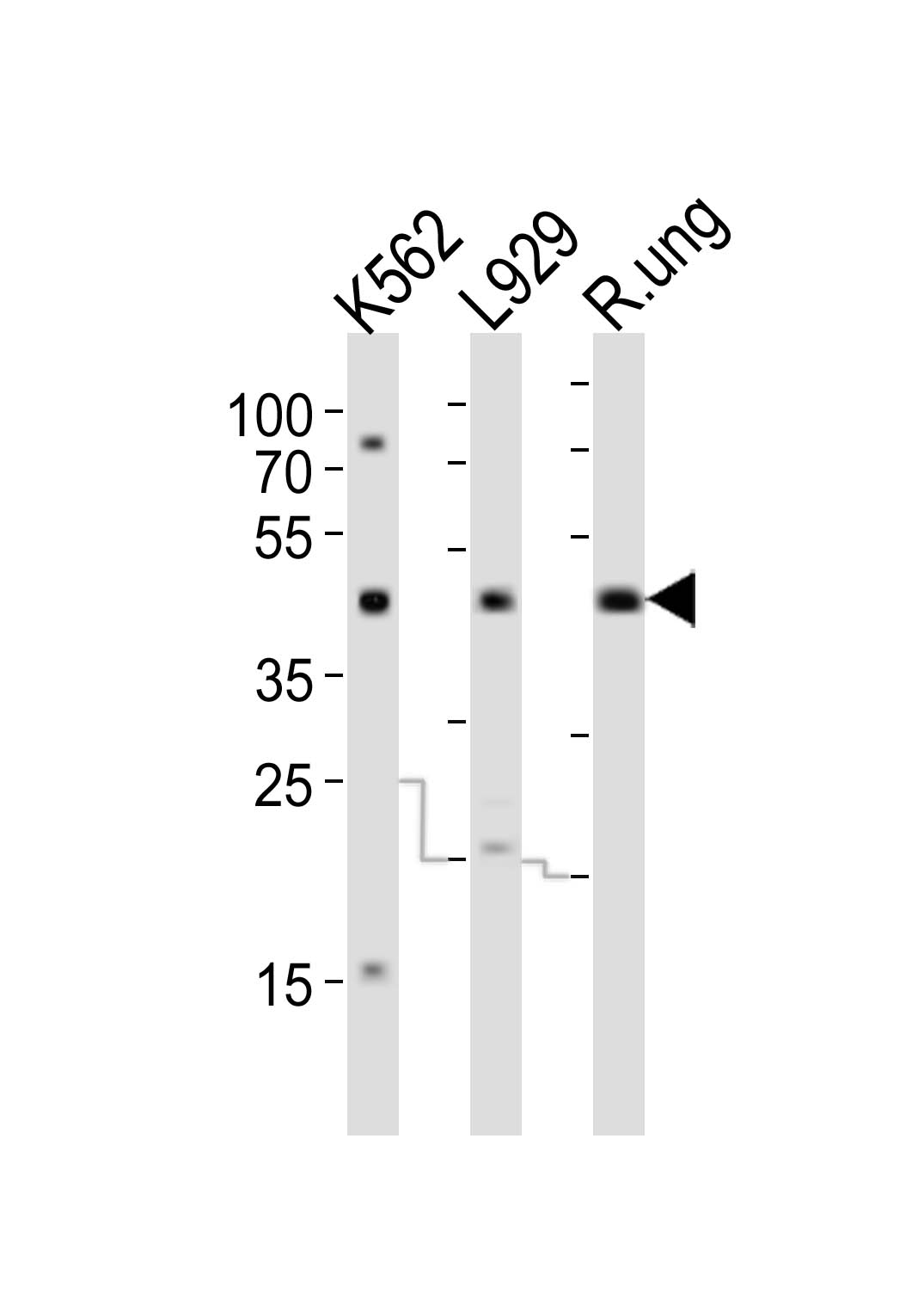 Western blot analysis of lysates from K562, L929 cell line and rat lung tissue(from left to right),  using TGFB1 Antibody(Cat.  #AP21052a).  AP21052a was diluted at 1:1000 at each lane.  A goat anti-rabbit IgG H&L(HRP) at 1:10000 dilution was used as the secondary antibody. Lysates at 20ug per lane.