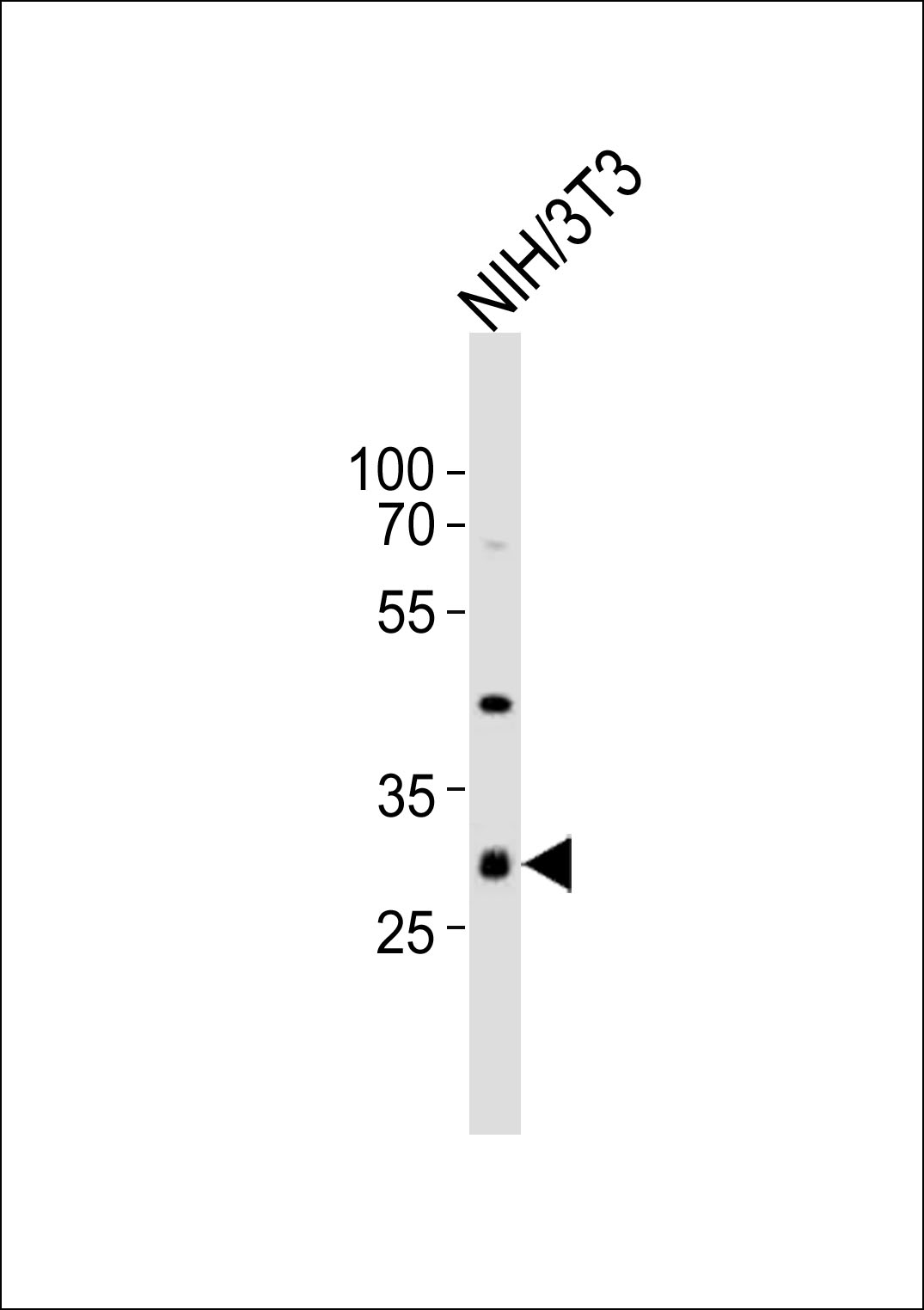 Western blot analysis of lysate from mouse NIH/3T3 cell line,  using CDK5 Antibody (C-term)(Cat.  #AP21064a).  AP21064a was diluted at 1:1000.  A goat anti-rabbit IgG H&L(HRP) at 1:10000 dilution was used as the secondary antibody. Lysate at 20ug.