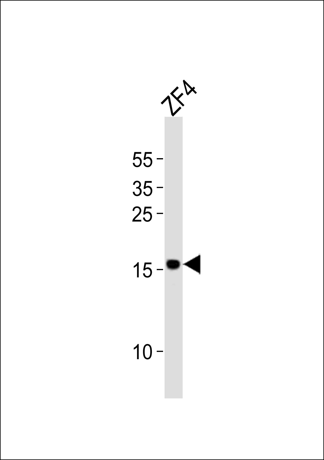 Western blot analysis of lysate from ZF4 cell line,  using DANRE fundc1 Antibody (Center)(Cat.  #AP21085a).  AP21085a was diluted at 1:1000.  A goat anti-rabbit IgG H&L(HRP) at 1:10000 dilution was used as the secondary antibody. Lysate at 20ug.