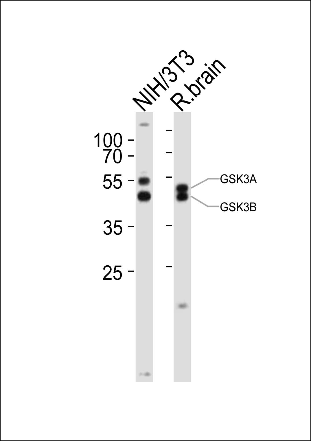 Western blot analysis of lysates from mouse NIH/3T3 cell line, rat brain tissue lysate(from left to right),  using GSK3A Antibody (Center)(Cat.  #AP21095a).  AP21095a was diluted at 1:1000 at each lane.  A goat anti-rabbit IgG H&L(HRP) at 1:10000 dilution was used as the secondary antibody. Lysates at 20ug per lane.