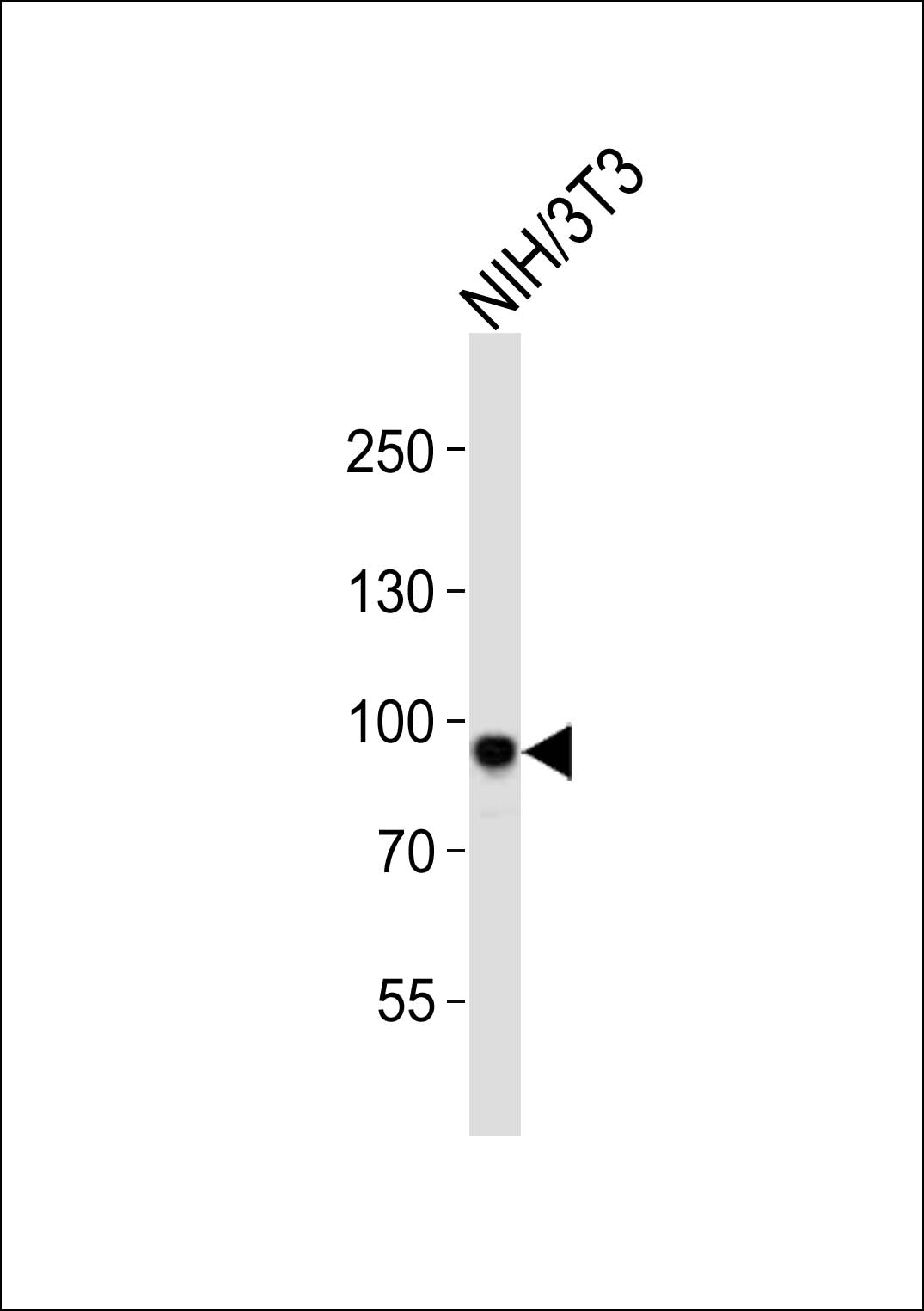 Western blot analysis of lysate from mouse NIH/3T3 cell line,  using Sirt1 Antibody (C-term)(Cat.  #AP21099a). AP21099a was diluted at 1:1000.  A goat anti-rabbit IgG H&L(HRP) at 1:10000 dilution was used as the secondary antibody. Lysate at 20ug.