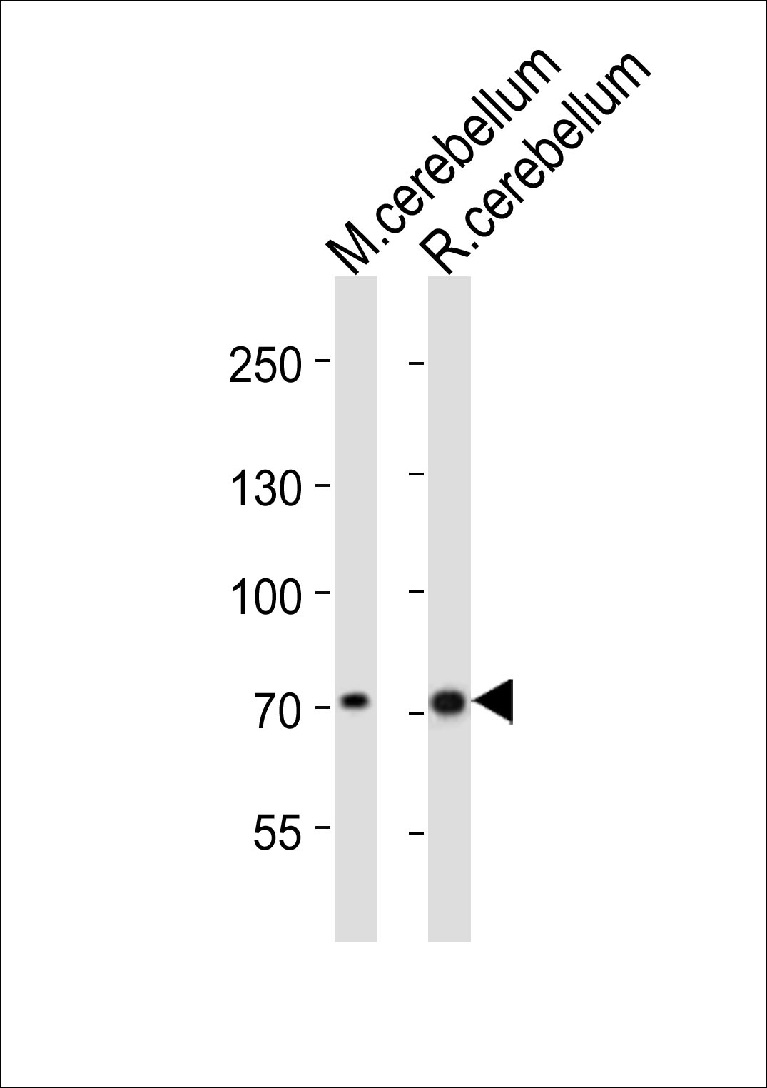 WB - Leo1 Antibody (C-term) AP21110a