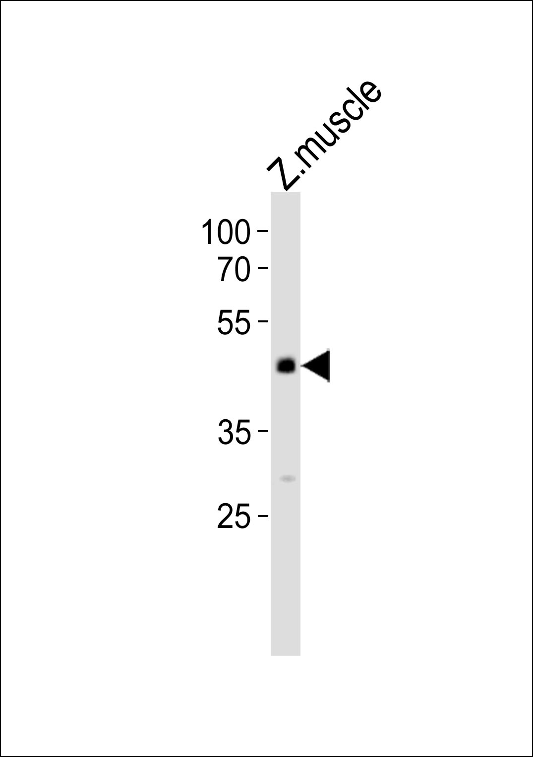 Western blot analysis of lysate fromzebra fish muscle tissue lysate, using (DANRE) mapk8 Antibody(Cat. #Azb18717a).    Azb18717a was diluted at 1:1000.    A goat anti-rabbit IgG H&L(HRP) at 1:10000 dilution was used as the secondary antibody. Lysate at 35ug.