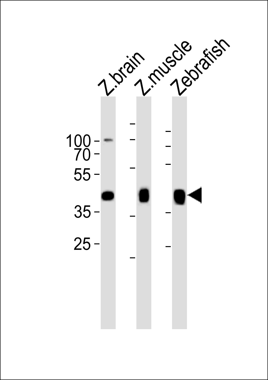 Western blot analysis of lysates from zebra fish brain,  zebra fish muscle, Zebrafish tissue lysate (from left to right), using (DANRE) mylipb Antibody (C-term)(Cat. #Azb18718c).   Azb18718c was diluted at 1:1000 at each lane.   A goat anti-rabbit IgG H&L(HRP) at 1:10000 dilution was used as the secondary antibody.  Lysates at 35ug per lane.