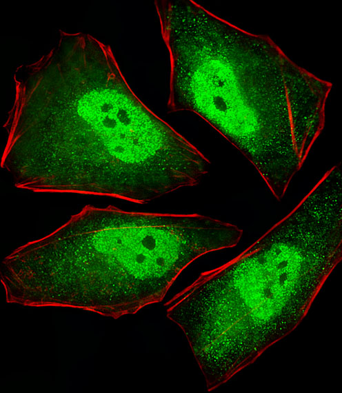 Fluorescent image of Hela cells stained with XAF1 PSMA5 Antibody(Cat#AM2037b). AM2037b was diluted at 1:25 dilution.  An Alexa Fluor� 488-conjugated goat anti-mouse lgG at 1:400 dilution was used as the secondary antibody (green).  Cytoplasmic actin was counterstained with Alexa Fluor� 555 conjugated with Phalloidin (red).