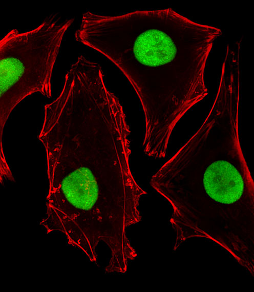 Fluorescent image of Hela cells stained with SUMO2 Antibody (C-term)(Cat#AM2225B). AM2225B was diluted at 1:25 dilution.  An Alexa Fluor� 488-conjugated goat anti-mouse lgG at 1:400 dilution was used as the secondary antibody (green).  Cytoplasmic actin was counterstained with Alexa Fluor� 555 conjugated with Phalloidin (red).