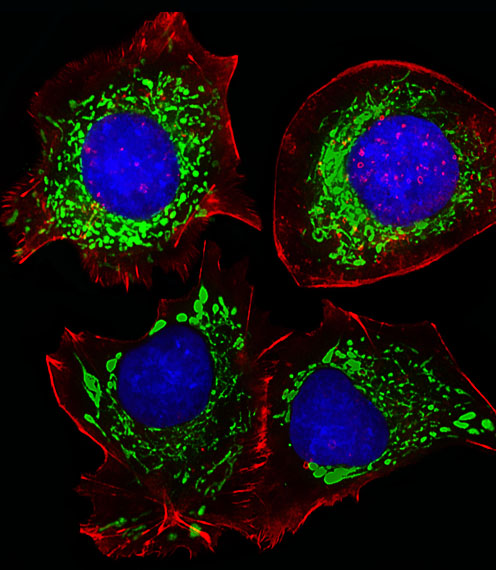 Fluorescent image of HepG2 cells stained with AK4 Antibody (Center)(Cat#AP20571a).  AP20571a was diluted at 1:25 dilution.  An Alexa Fluor 488-conjugated goat anti-rabbit lgG at 1:400 dilution was used as the secondary antibody (green).  DAPI was used to stain the cell nuclear (blue).  Cytoplasmic actin was counterstained with Alexa Fluor� 555 conjugated with Phalloidin (red).