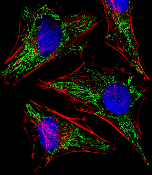 Fluorescent image of Hela cells stained with TUFM Antibody (N-term)(Cat#AP20640a). AP20640a was diluted at 1:25 dilution.  An Alexa Fluor 488-conjugated goat anti-rabbit lgG at 1:400 dilution was used as the secondary antibody (green). DAPI was used to stain the cell nuclear (blue).  Cytoplasmic actin was counterstained with Alexa Fluor� 555 conjugated with Phalloidin (red).