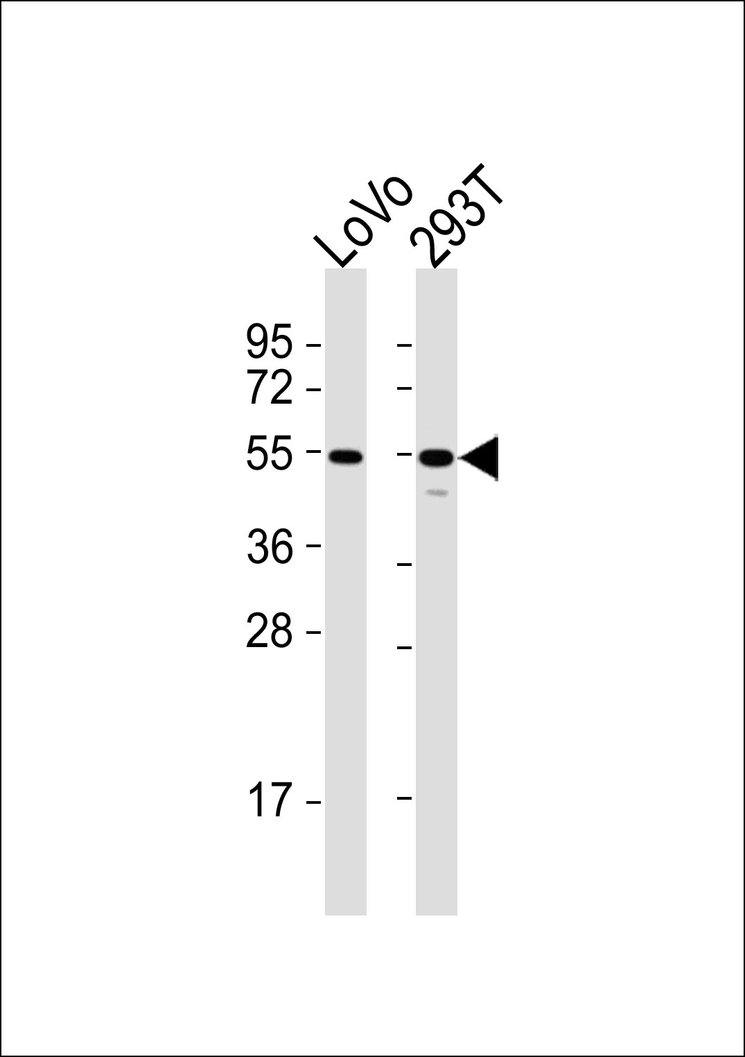 WB - CEP57 Antibody AP51080