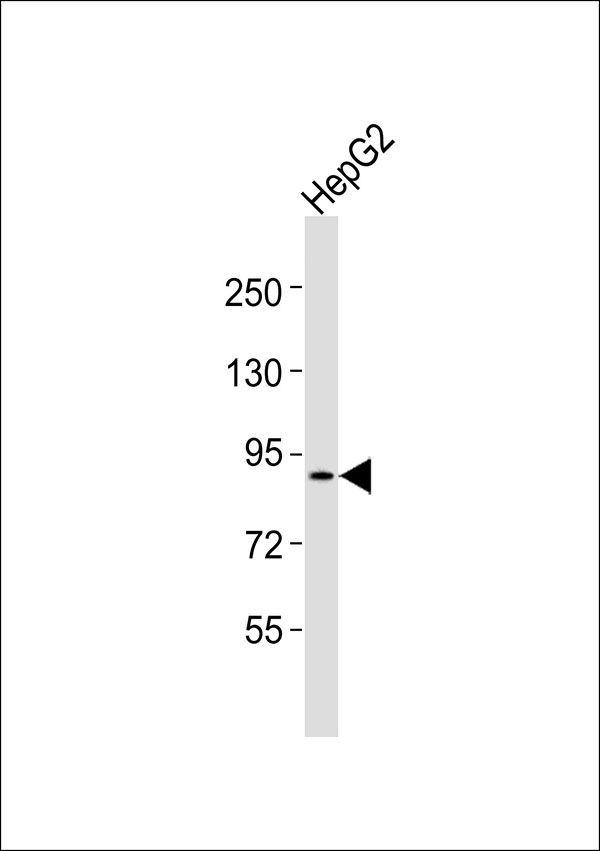 WB - PDE4B/C/D Antibody AP51417