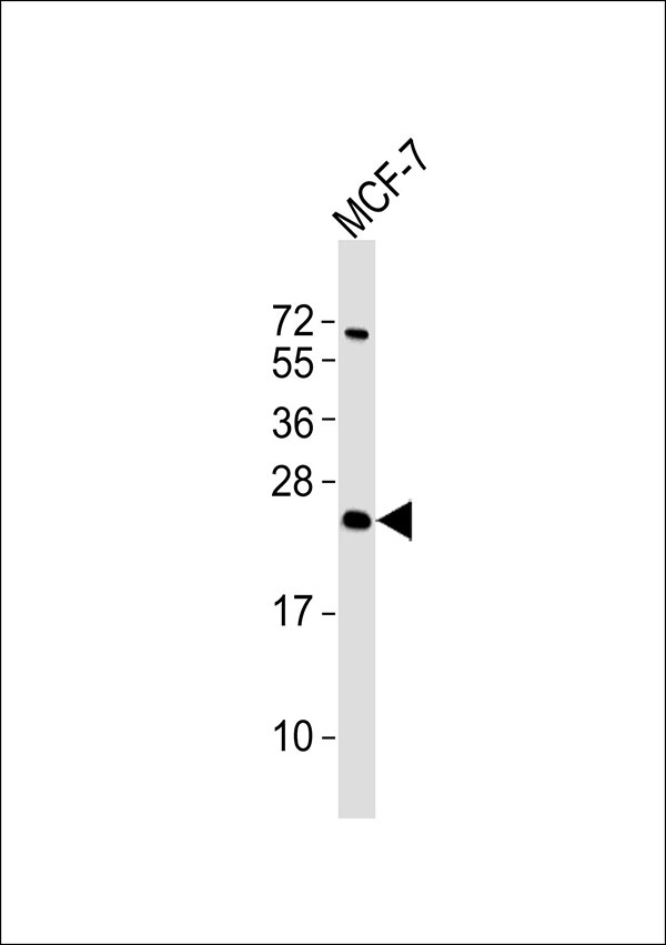WB - ATP5S Antibody AP51729