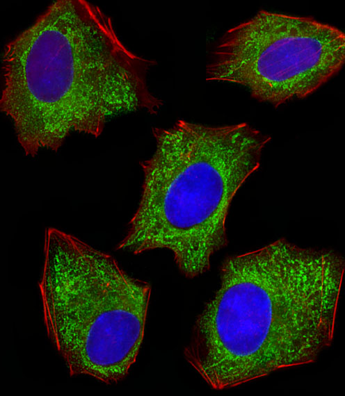 Fluorescent image of HepG2 cells stained with XAF1 PDIA6 Antibody (Center K159)(Cat#AP6662b). AP6662b was diluted at 1:100 dilution.  An Alexa Fluor 488-conjugated goat anti-rabbit lgG at 1:400 dilution was used as the secondary antibody (green).  DAPI was used to stain the cell nuclear (blue).  Cytoplasmic actin was counterstained with Alexa Fluor� 555 conjugated with Phalloidin (red).