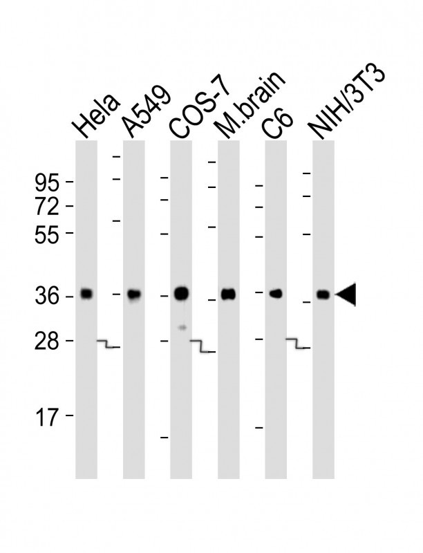 WB - GAPDH Antibody AM1020b